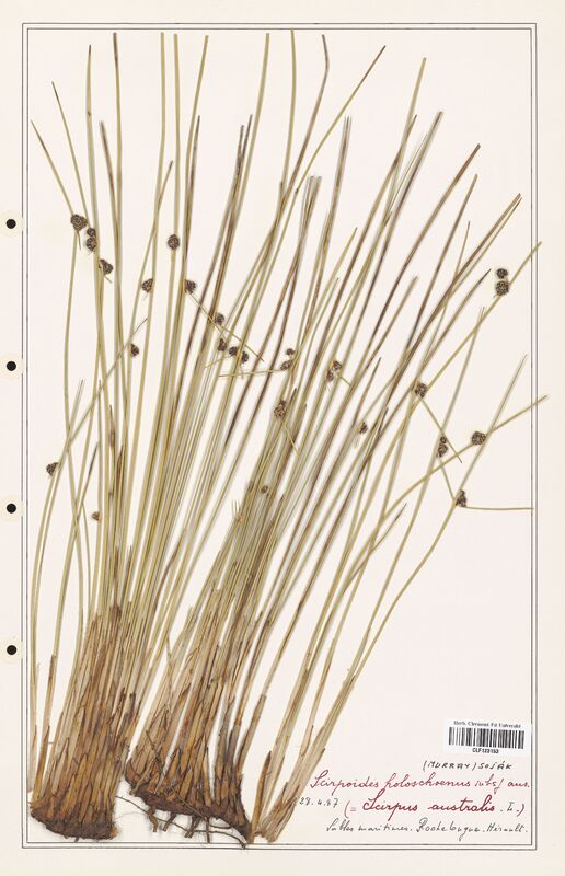 Scirpoides holoschoenus  (Cyperaceae)