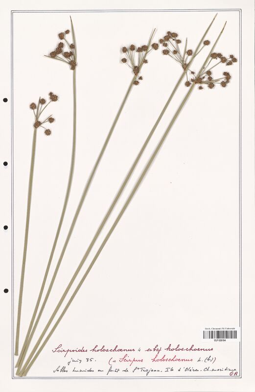 Scirpoides holoschoenus  (Cyperaceae)
