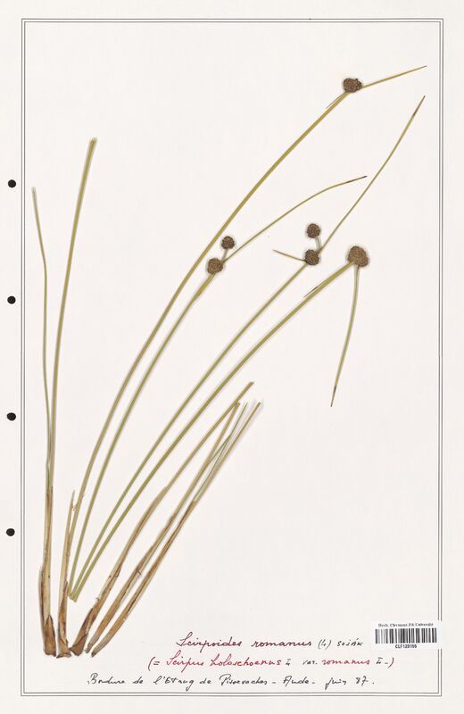 Scirpoides romanus  (Cyperaceae)