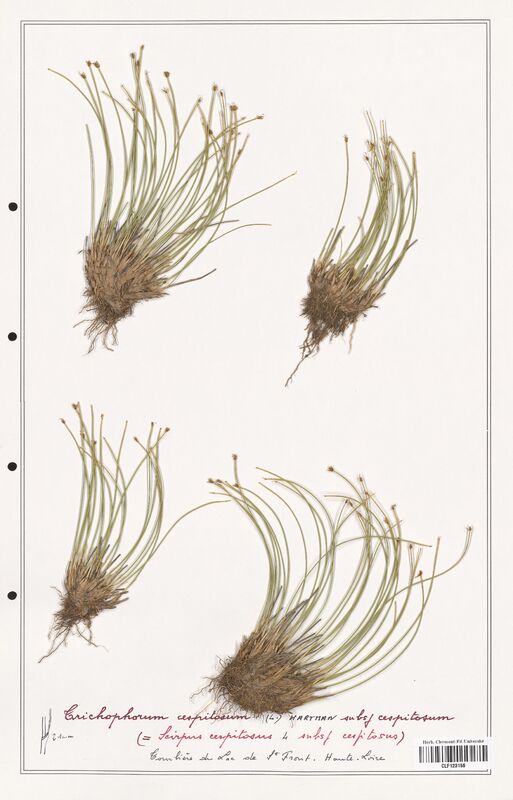 Trichophorum cespitosum  (Cyperaceae)
