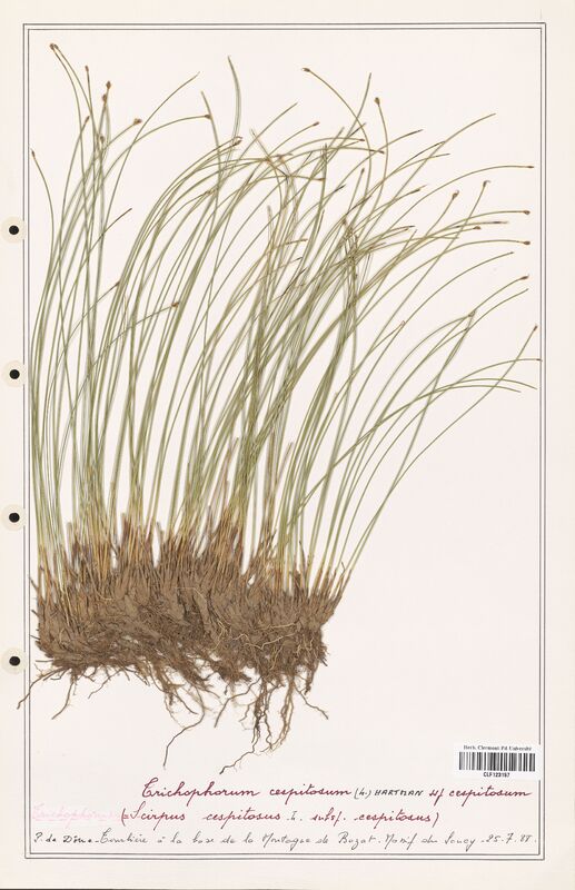 Trichophorum cespitosum  (Cyperaceae)