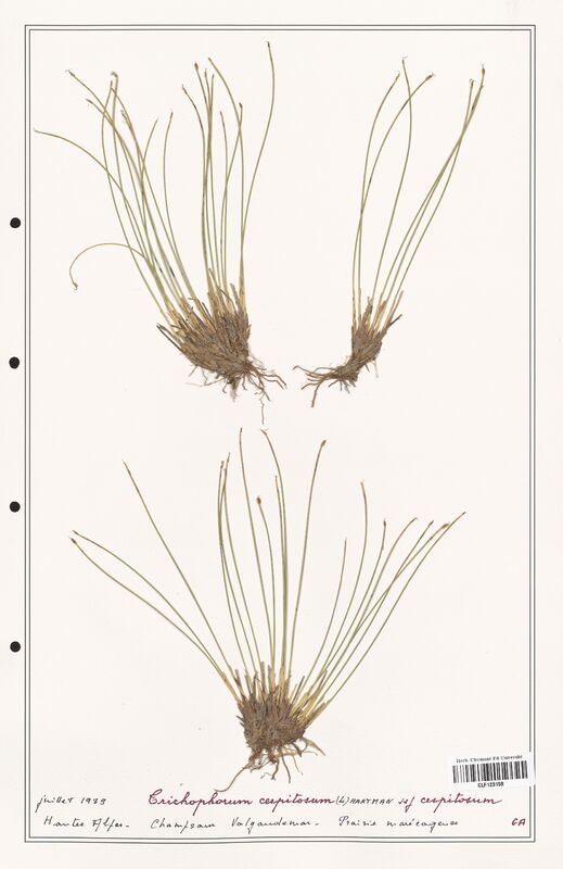 Trichophorum cespitosum  (Cyperaceae)