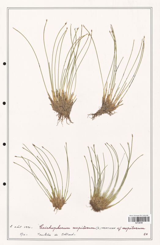 Trichophorum cespitosum  (Cyperaceae)