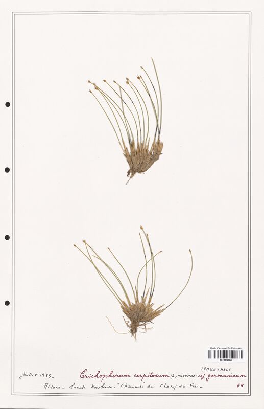 Trichophorum cespitosum  (Cyperaceae)