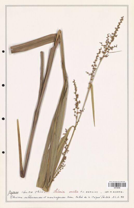Scleria mitis  (Cyperaceae)