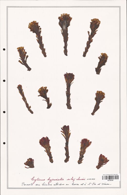 Cytinus hypocistis  (Cytinaceae)