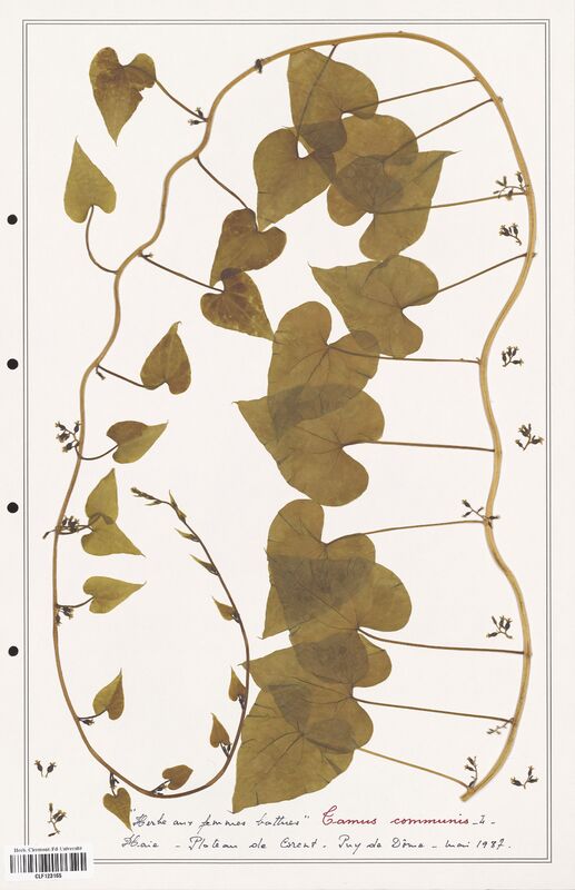 Tamus communis  (Dioscoreaceae)