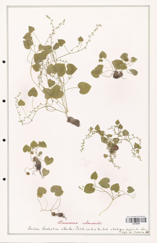 Dioscorea chouardii  (Dioscoreaceae)