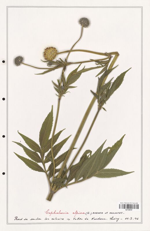 Cephalaria alpina  (Caprifoliaceae)