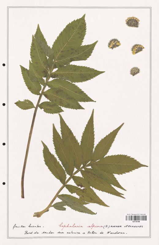 Cephalaria alpina  (Caprifoliaceae)