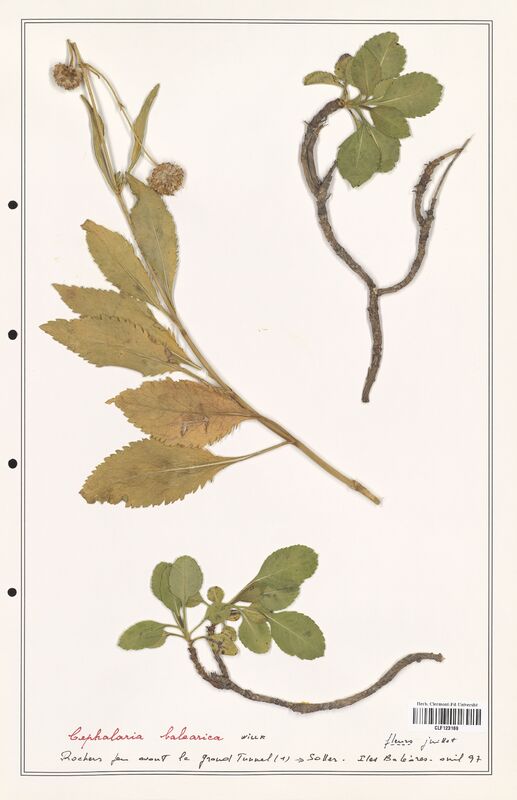 Cephalaria balearica  (Caprifoliaceae)