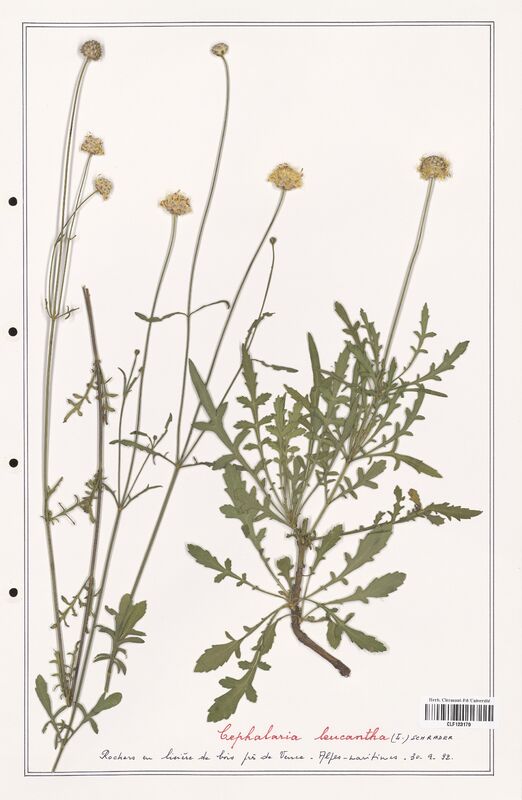Cephalaria leucantha  (Caprifoliaceae)