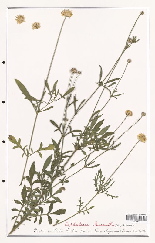 Cephalaria leucantha  (Caprifoliaceae)