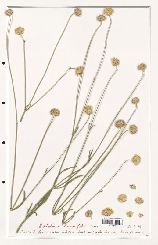 Cephalaria linearifolia  (Caprifoliaceae)