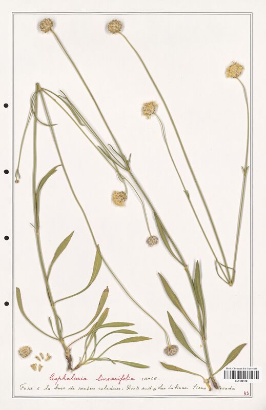 Cephalaria linearifolia  (Caprifoliaceae)