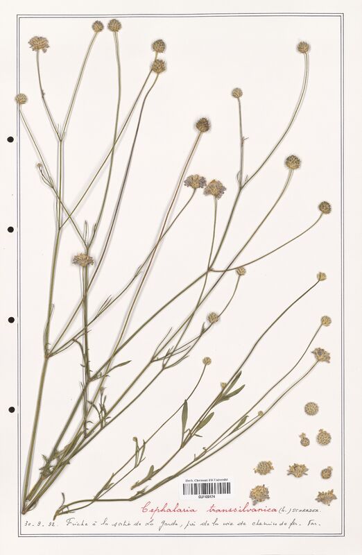 Cephalaria transsilvanica  (Caprifoliaceae)