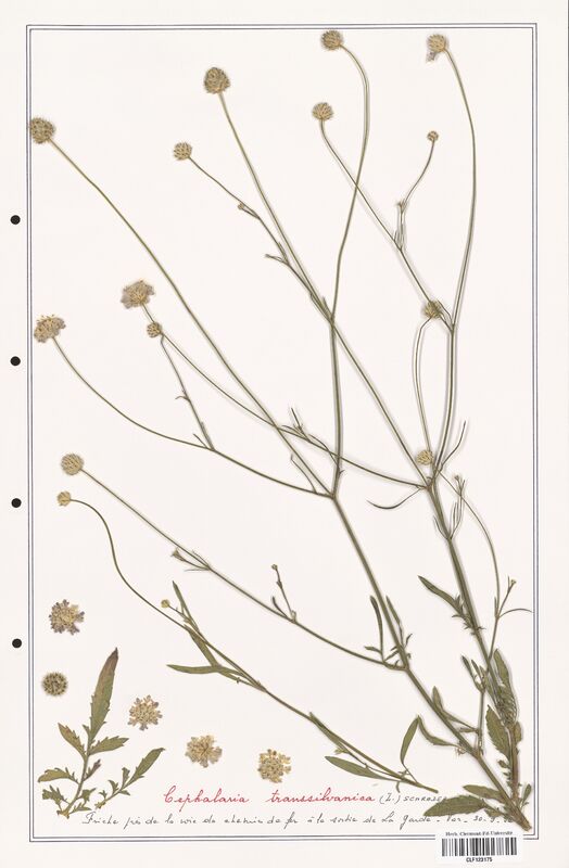 Cephalaria transsilvanica  (Caprifoliaceae)