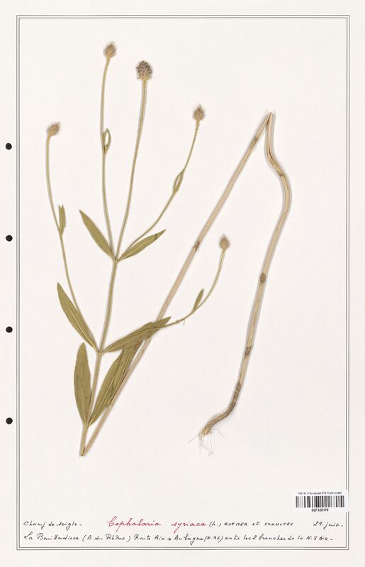 Cephalaria syriaca  (Caprifoliaceae)