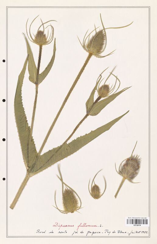 Dipsacus fullonum  (Caprifoliaceae)