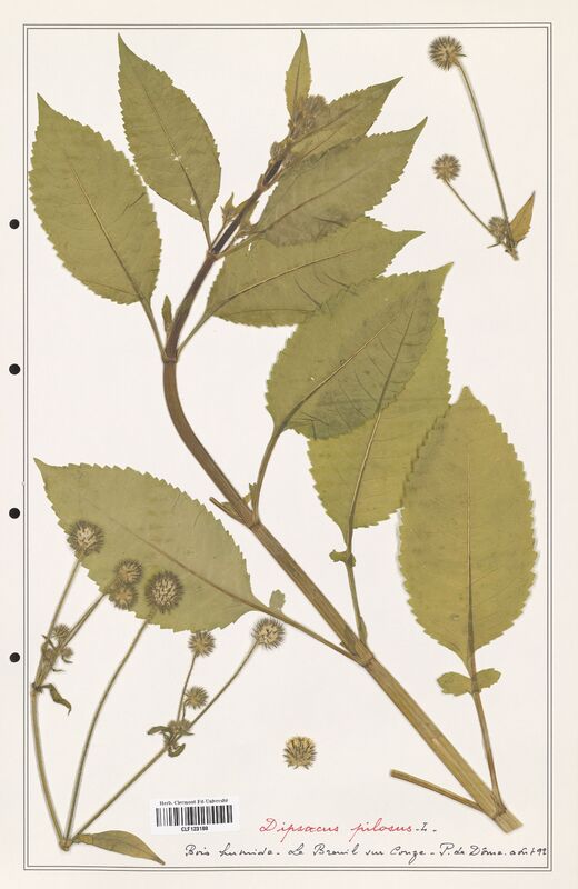 Dipsacus pilosus  (Caprifoliaceae)