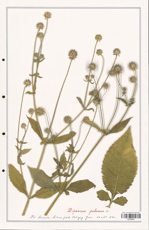 Dipsacus pilosus  (Caprifoliaceae)