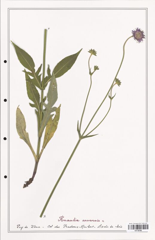 Knautia arvensis  (Caprifoliaceae)