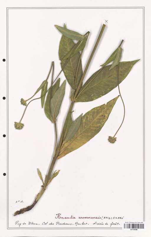 Knautia arvernensis  (Caprifoliaceae)