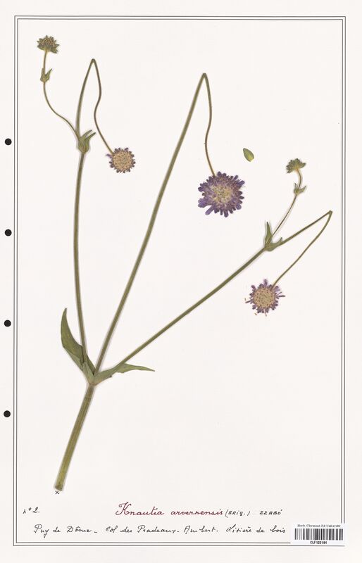 Knautia arvernensis  (Caprifoliaceae)