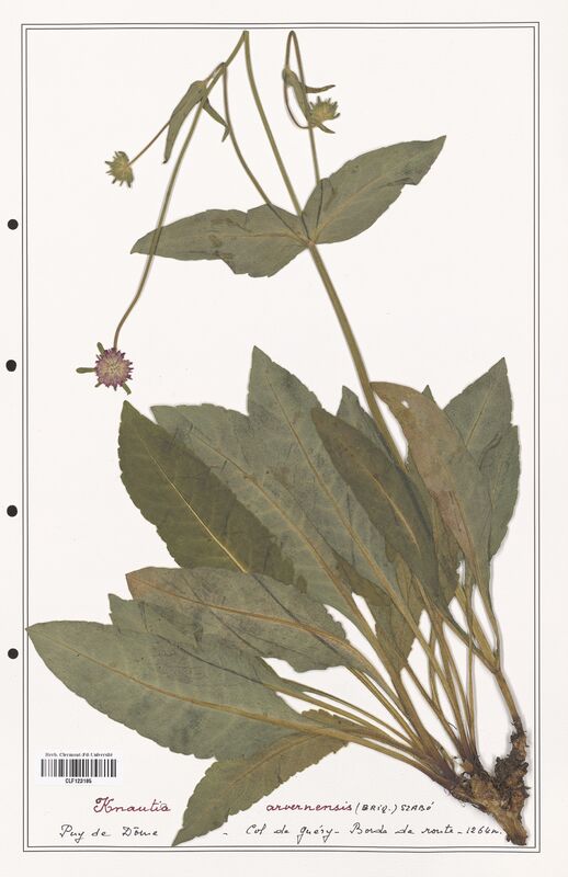 Knautia arvernensis  (Caprifoliaceae)