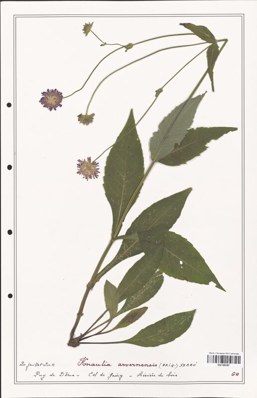 Knautia arvernensis  (Caprifoliaceae)