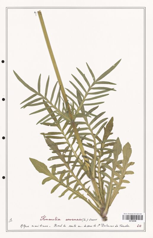 Knautia arvensis  (Caprifoliaceae)