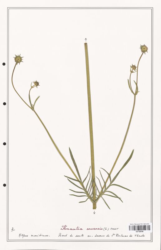 Knautia arvensis  (Caprifoliaceae)