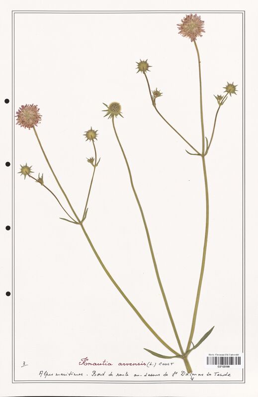 Knautia arvensis  (Caprifoliaceae)