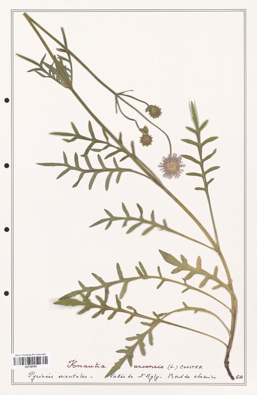 Knautia arvensis  (Caprifoliaceae)