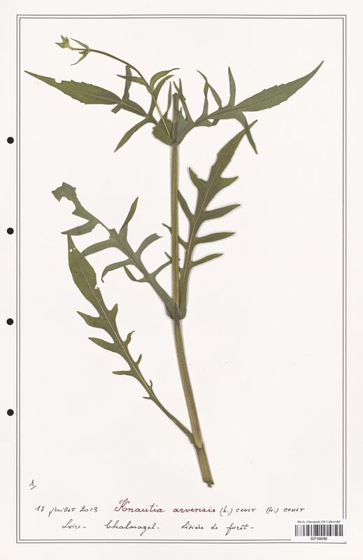 Knautia arvensis  (Caprifoliaceae)