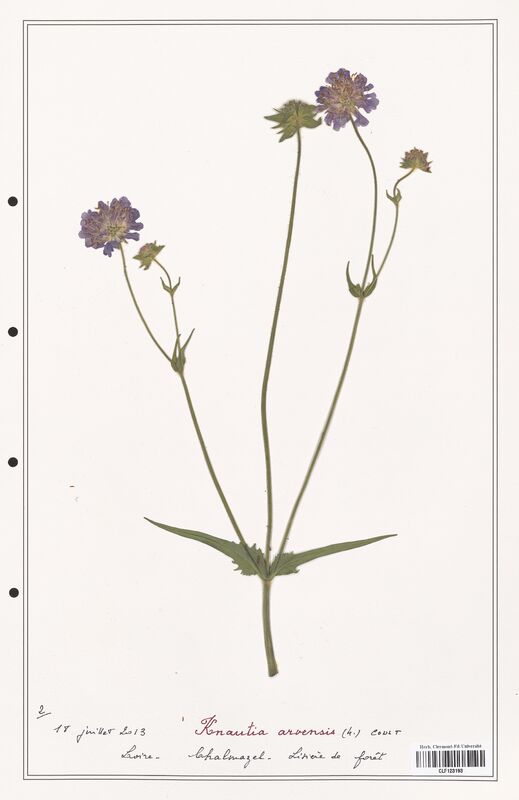 Knautia arvensis  (Caprifoliaceae)