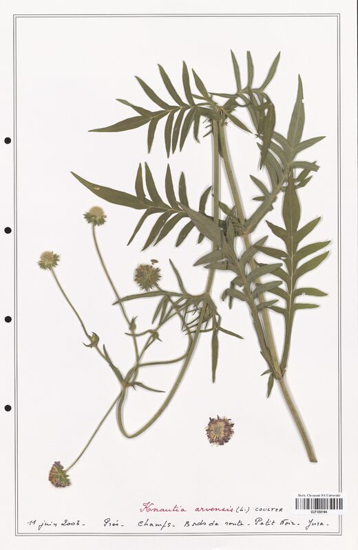 Knautia arvensis  (Caprifoliaceae)