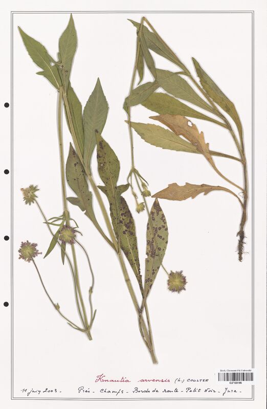 Knautia arvensis  (Caprifoliaceae)