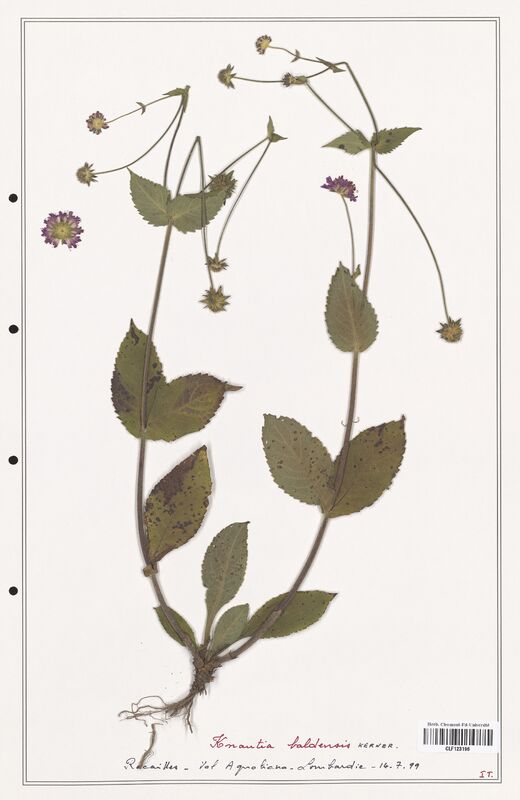 Knautia baldensis  (Caprifoliaceae)