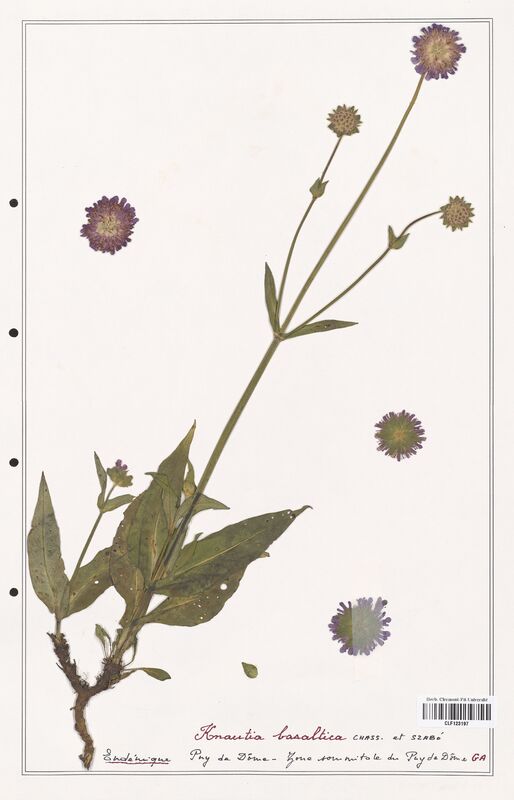Knautia balsatica  (Caprifoliaceae)