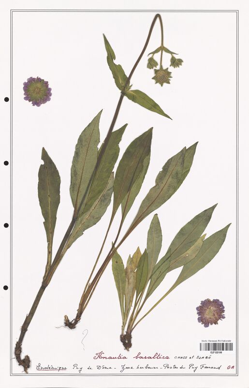 Knautia balsatica  (Caprifoliaceae)