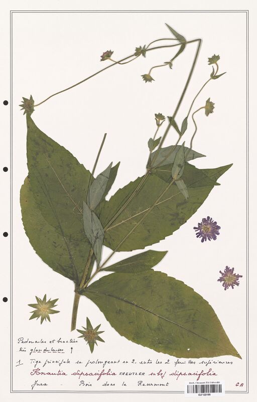 Knautia dipsacifolia  (Caprifoliaceae)