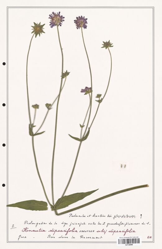 Knautia dipsacifolia  (Caprifoliaceae)