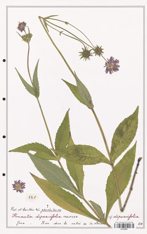 Knautia dipsacifolia  (Caprifoliaceae)
