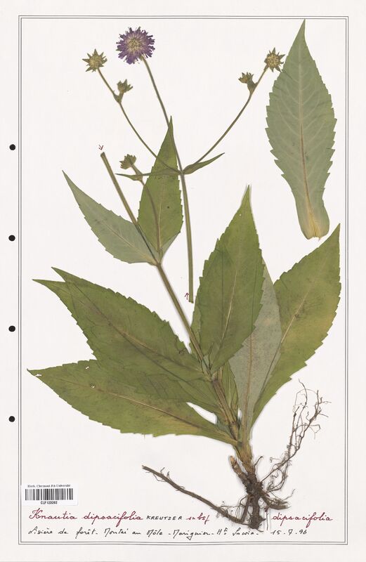 Knautia dipsacifolia  (Caprifoliaceae)