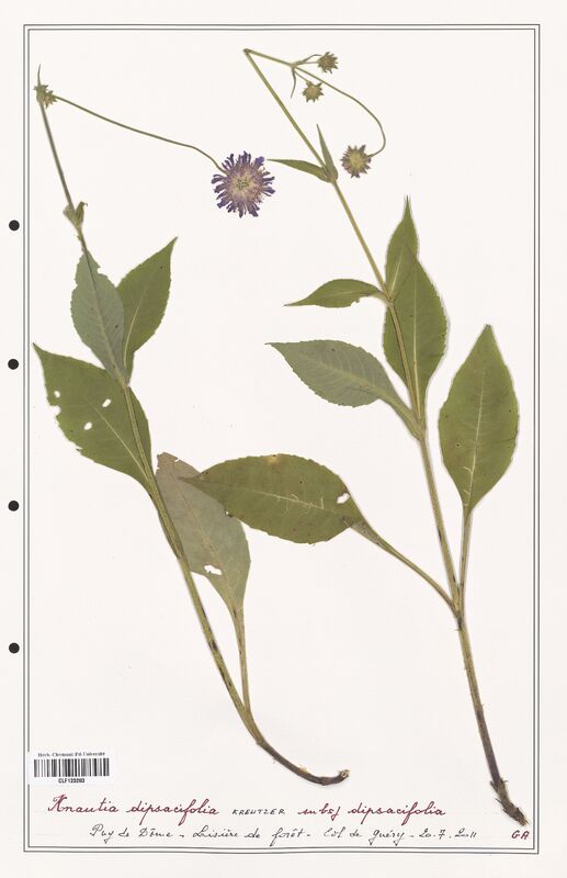 Knautia dipsacifolia  (Caprifoliaceae)