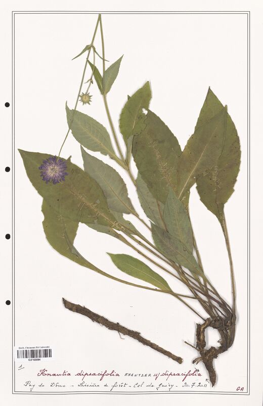 Knautia dipsacifolia  (Caprifoliaceae)