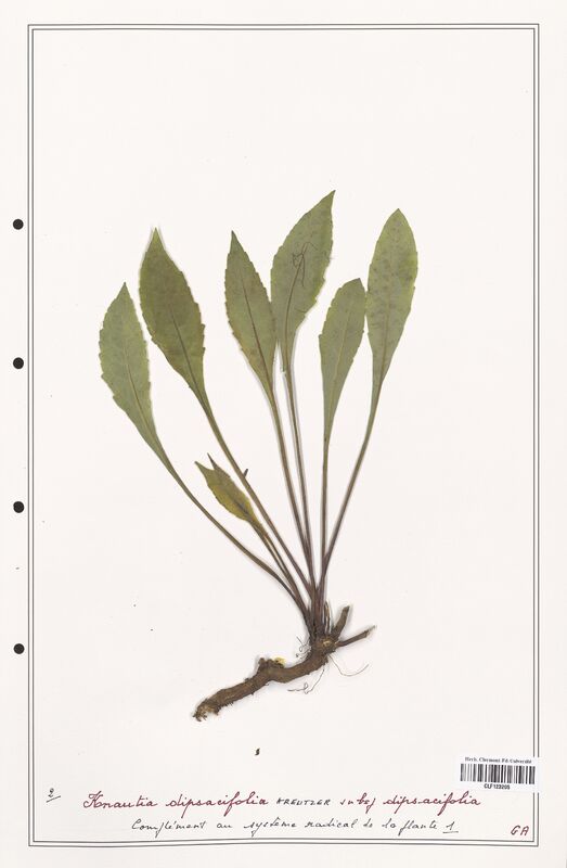 Knautia dipsacifolia  (Caprifoliaceae)