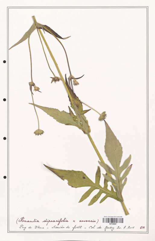 Knautia dipsacifolia  (Caprifoliaceae)