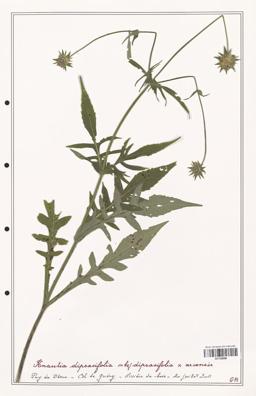 Knautia dipsacifolia  (Caprifoliaceae)